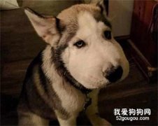 狗狗嘴巴腫了是怎么回事？