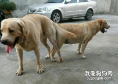 拉布拉多配種最佳時間是什么時候?