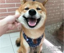 “特制雨衣”遭嫌棄，愛臭美狗子沒錯了……