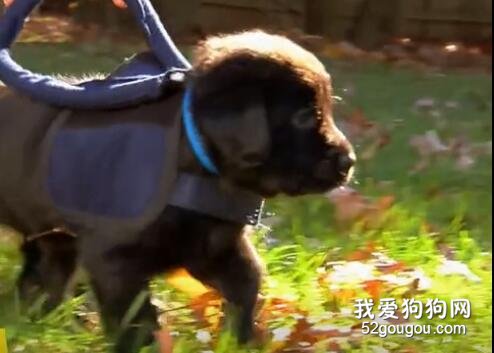 導盲犬寶寶的上學第一天，萌哭了！