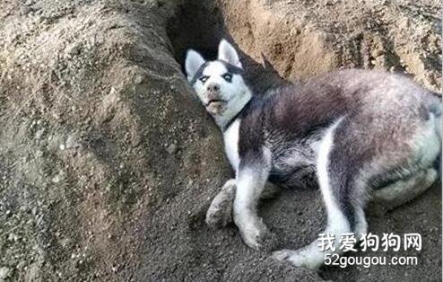 二哈挖土挖到一半，突然擺出這幅表情，好沙雕！