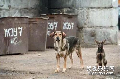 我的親生父母是禽獸，收留我的是幾只街頭流浪狗……