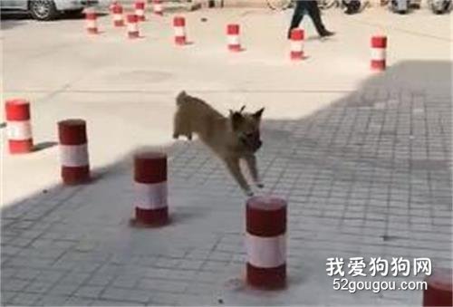 狗狗的快樂就是這么簡單！