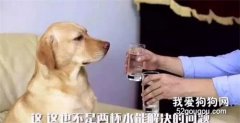 要多注意狗狗以下的求助行為動作！
