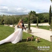小法斗給女主人當伴娘，當婚禮進行一半時，它們居然敢偷懶！