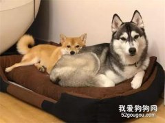 柴犬戀上哈士奇，非得靠在二哈屁屁上，才睡得香！