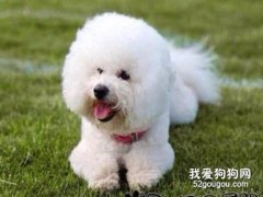 如何去除比熊淚痕？