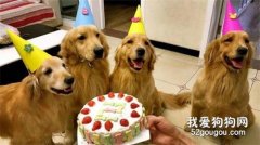如何為狗狗自制一款生日蛋糕？