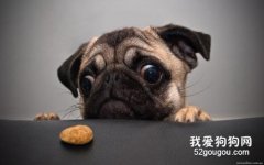 如何自制狗狗寵物餅干？