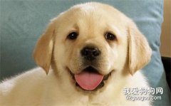 狗狗喜歡吃什么？其實葷素都可以搭配