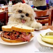 怎么在家給狗狗制作美食？