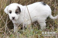 流浪狗狗時隔三個月再次見到救命恩人，表現好像很...