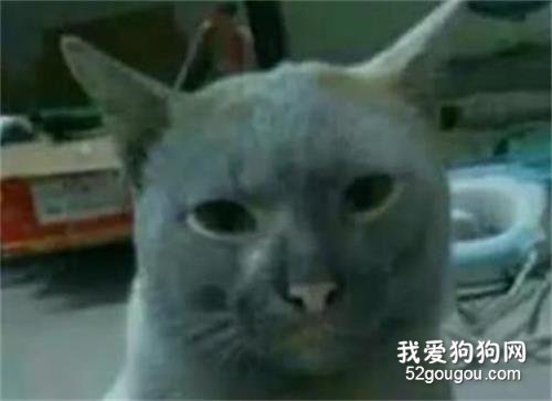 家里的貓偷偷跑了出去，回來的時候...笑瘋了！