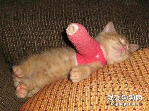 貓咪受傷了，主人給她包扎，結果就包成這樣了...哈哈哈