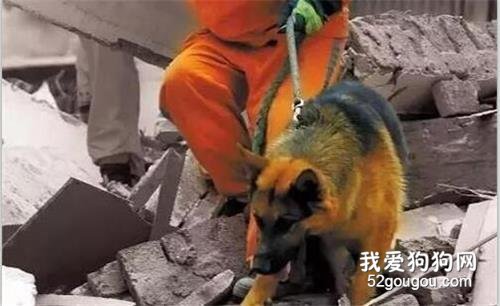 從搜救犬到精神撫慰犬，狗狗是上帝賜給我們的禮物！