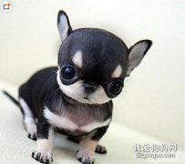 迷你犬的品種有哪些?