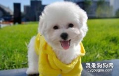比熊犬的智商排名和訓練技巧