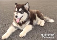 阿拉斯加眼睛顏色分類和純種鑒別方法