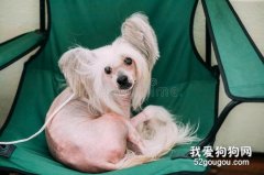有哪些品種的狗狗不掉毛?