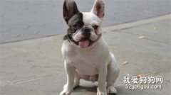 法國斗牛犬鑒別挑選方法