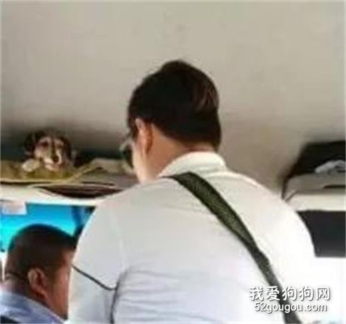 公交司機在車上偷偷養狗，竟然得到所有乘客的支持