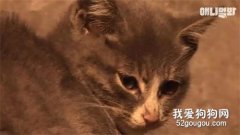 她不知媽媽死了，把撿到的肉喂給媽媽，自己胃里全是石頭…