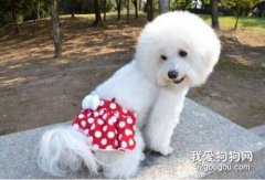 狗狗來月經要注意些什么?