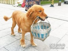 如何訓練金毛犬叼東西？