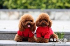 貴賓犬的訓練方法