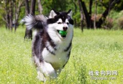 阿拉斯加雪橇犬訓練的5個要點