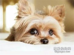 給狗狗做美容必須的七個步驟