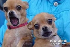 小心狗狗“過分”美容后會自卑