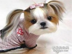 西施犬的毛發特點和美容