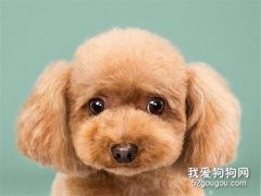 狗狗毛打結嚴重怎么辦