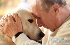 狗的懷舊依戀心理