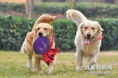 狗狗們是如何社交和互相溝通的？