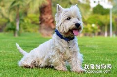 狗狗是依靠舌頭降低溫度嗎?