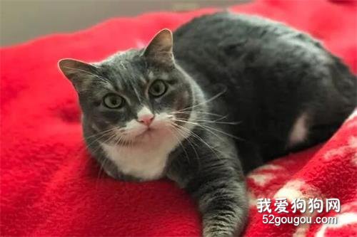 原本性格冷淡的貓咪，突然在清晨大聲吼叫，原來是為了救爸爸！
