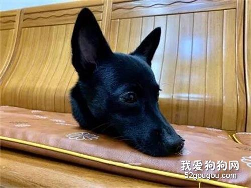 沙發出現一顆狗頭，把網友都嚇壞了，結果聽完主人解釋后，笑噴了！