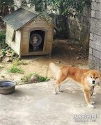 重傷幼犬突然闖入家中，柴犬不僅把窩讓給它，還站在門外守護！