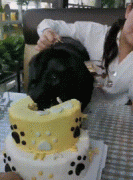 狗子過生日有點激動，剛吹完蠟燭，它就把蛋糕咬了一個大洞
