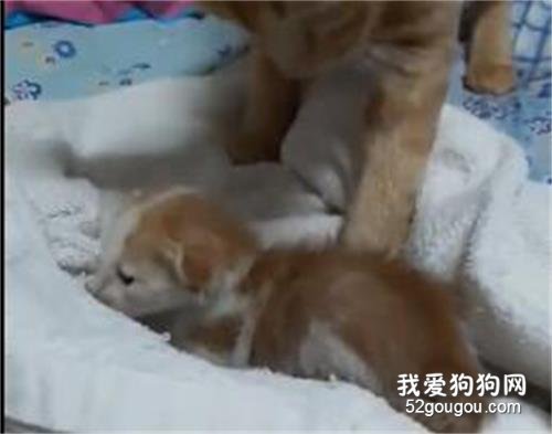 小奶貓肚子餓了，哥哥在旁邊看了著急，最后...哈哈哈