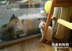 白貓和外面的貓正在眉目傳情，家里的黑貓看到后...