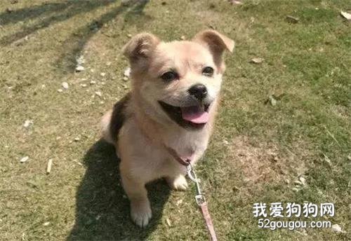 網友從狗販手中救下一只小土狗，幾個月后，狗子突然對他笑了....