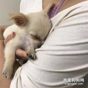 小奶汪被遺棄，主人的一封信，竟牽扯出一起...