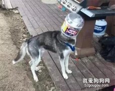 哈士奇以為自己是貓，總把頭塞進桶里求救，差點憋死...