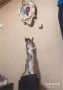 主人凌晨4點被吵醒，起床一看……哈哈笑死了！