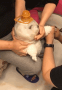 為了剪指甲，主人也是費盡心思！！