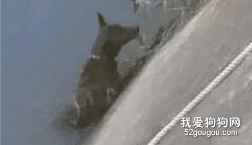 流浪狗落水6天終于得救。消防員暖心保證：沒人管我來養！