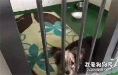安樂死？你根本想不到的是...